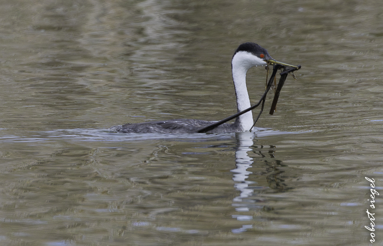 Calero County Park and Reservoir